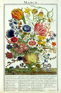 mars, fra 'The Flower Garden Displayed' av Robert Furber (ca. 1674-1756), gravert av James Smith, pub. 1732